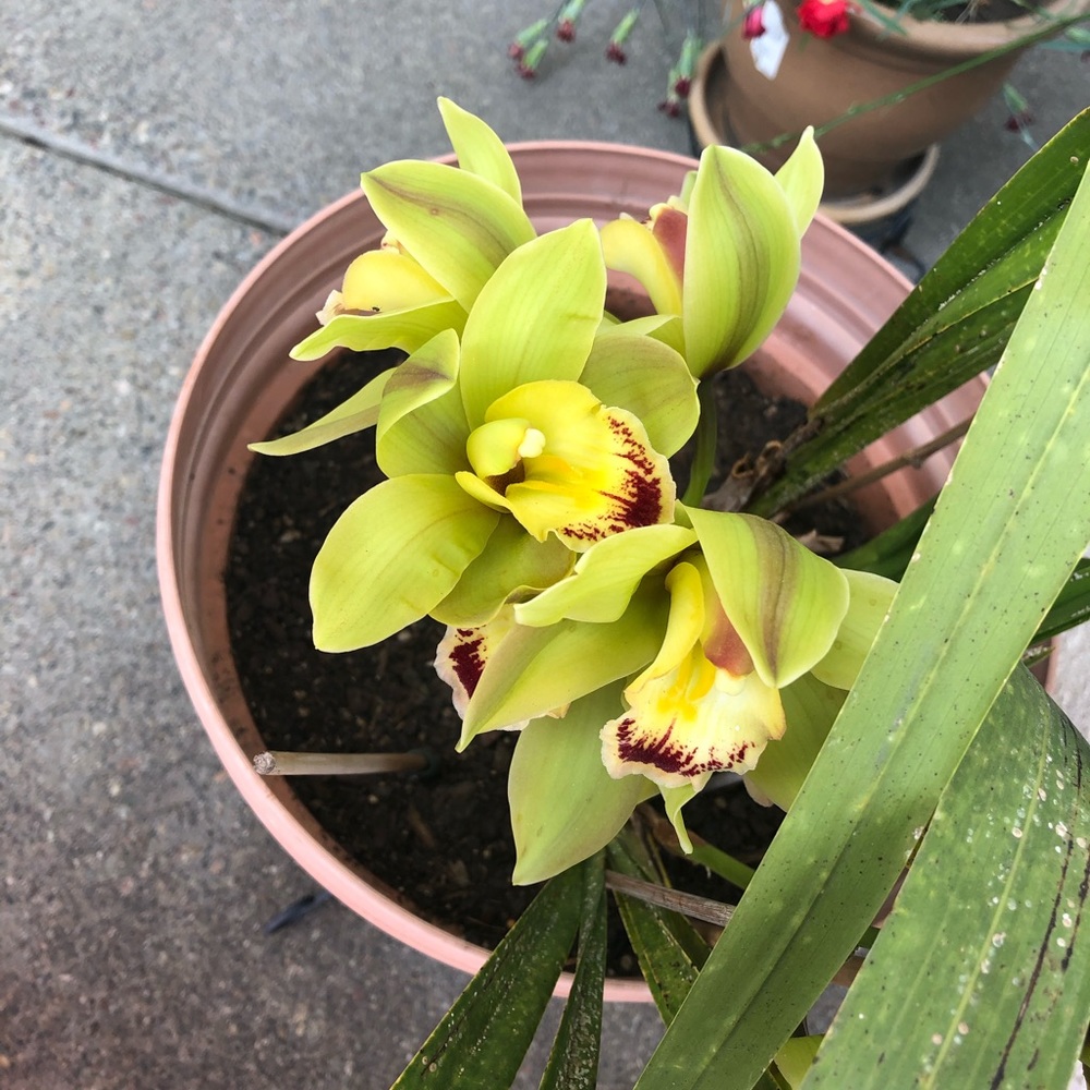 Meet your Posher, Jovina